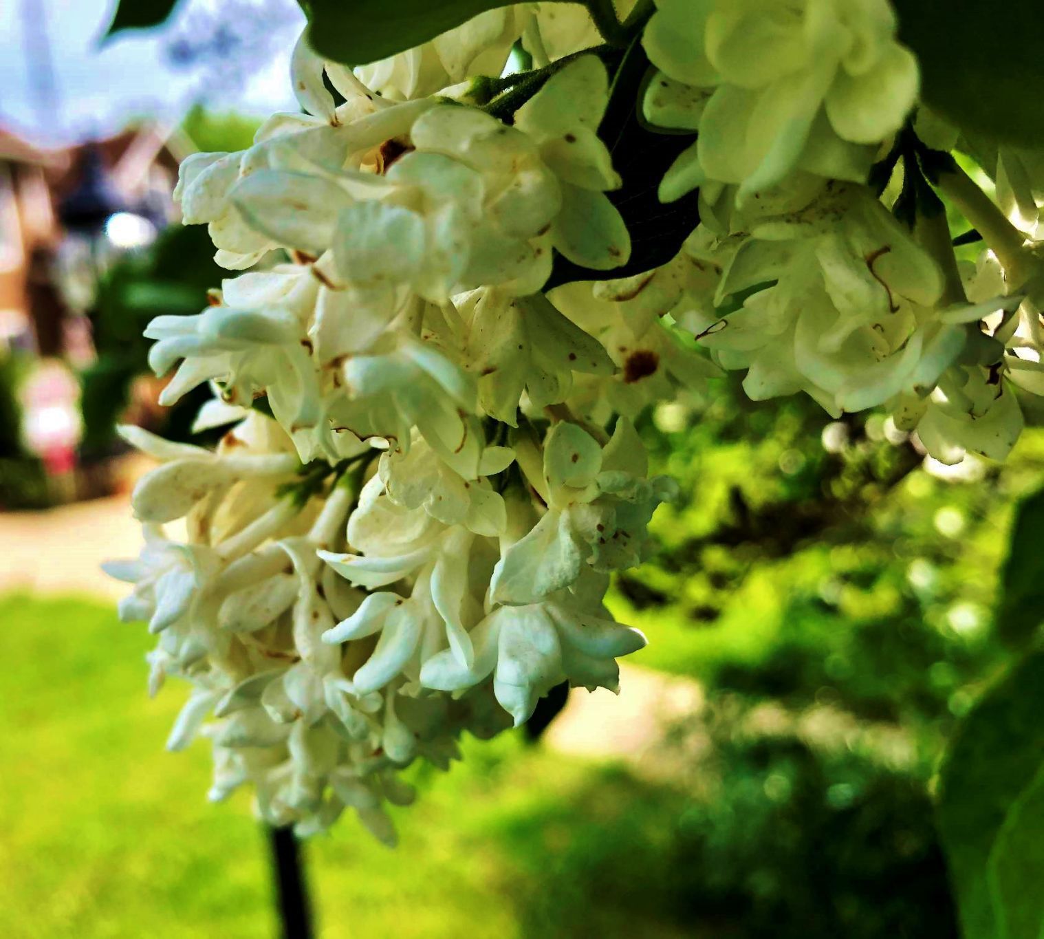 White lilac